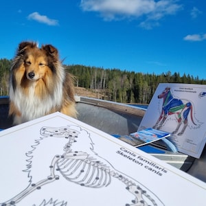 Dog Anatomy Poster Whiteboard, Laminated Canine Muscle and Skeleton Chart, Dog Rehab and Training Tool, Veterinary Teaching Aid