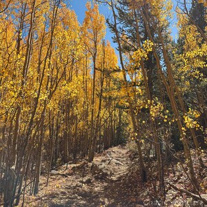 Gyllene aspleden i Colorado | Fotografi i höstfärger i Colorado | Vertikal väggkonst | Digital nedladdning bild 2