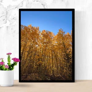 May include: A framed photograph captures a vibrant autumn scene. Tall trees with golden yellow leaves reach towards a clear, bright blue sky. The artwork is displayed on a light-colored wooden surface, with a small white vase of pink flowers in the foreground.