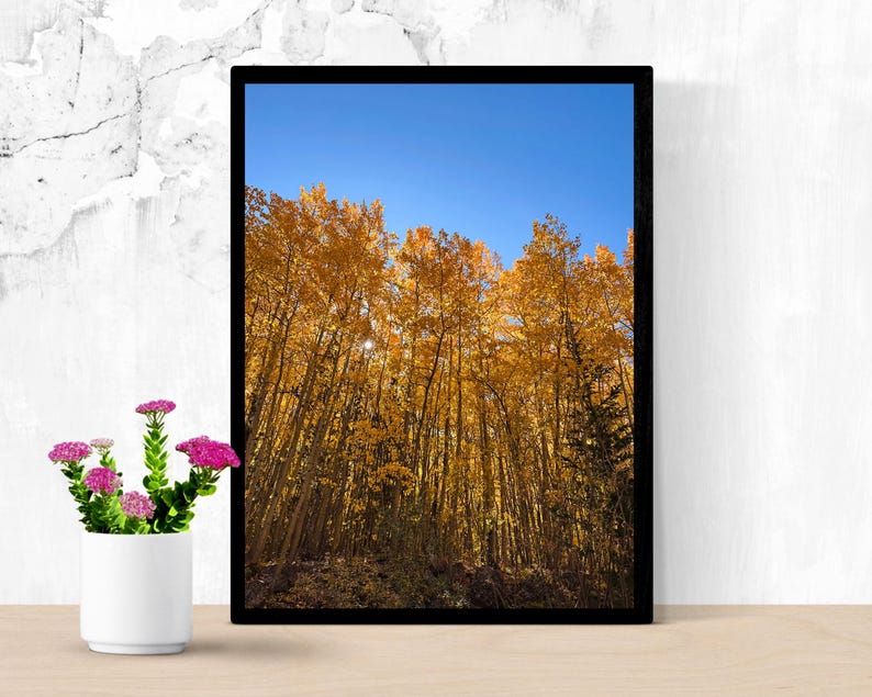 May include: A framed photograph captures a vibrant autumn scene. Tall trees with golden yellow leaves reach towards a clear, bright blue sky. The artwork is displayed on a light-colored wooden surface, with a small white vase of pink flowers in the foreground.