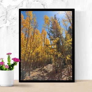 Gyllene aspleden i Colorado | Fotografi i höstfärger i Colorado | Vertikal väggkonst | Digital nedladdning bild 4