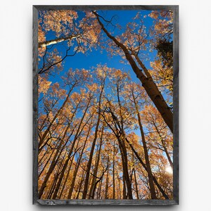 May include: A framed photograph of tall trees with golden-yellow leaves reaching towards a bright blue sky. The image is taken from a low angle, looking upwards through the trees. The frame is dark gray.