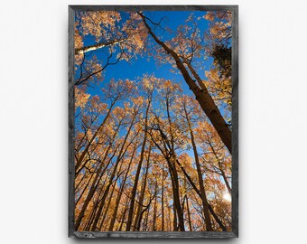 Golden Aspen Grove Photography Print | Colorado Autumn Colors  | Digital Download