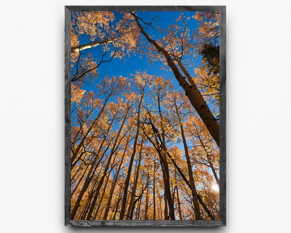 Golden Aspen Grove Photography Print | Colorado Autumn Colors  | Digital Download