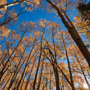 May include: A low-angle shot of tall aspen trees with golden-yellow leaves against a bright blue sky. The tree trunks are slender and light-colored, creating a pattern that reaches towards the sky. The sunlight filters through the leaves.