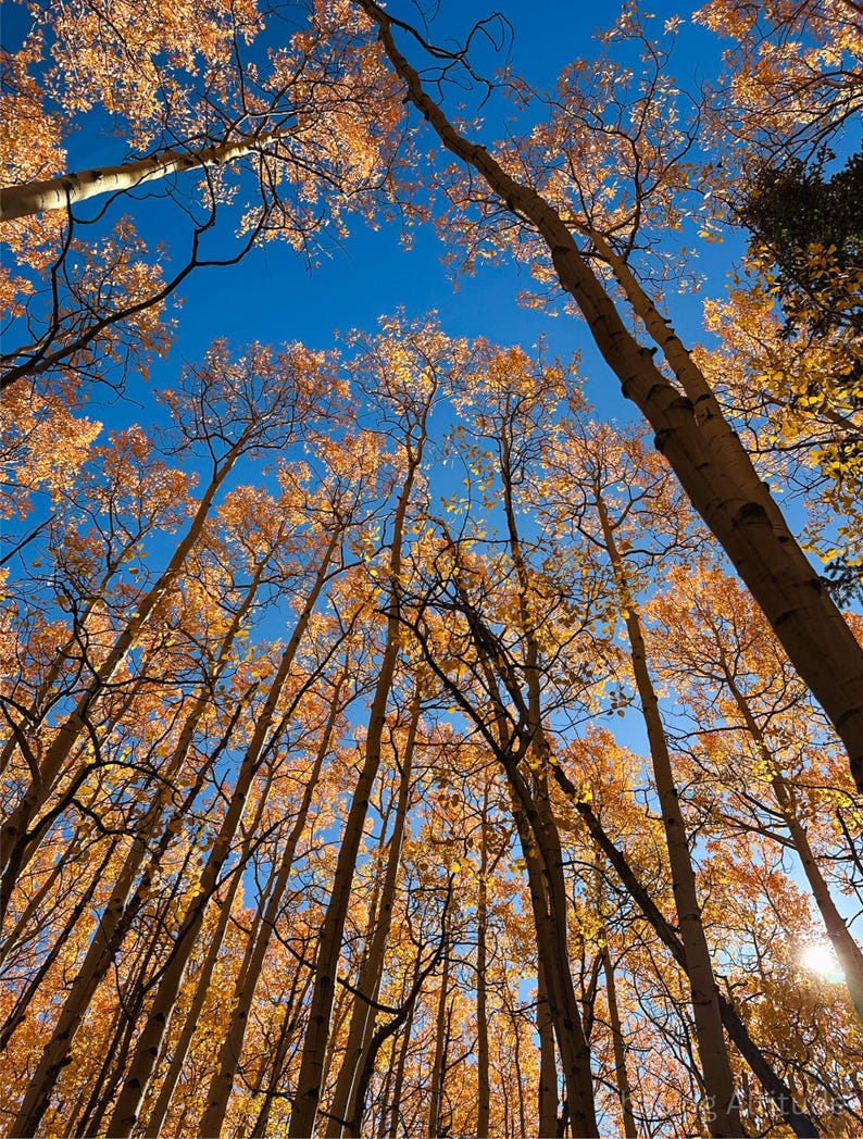 May include: A low-angle shot of tall aspen trees with golden-yellow leaves against a bright blue sky. The tree trunks are slender and light-colored, creating a pattern that reaches towards the sky. The sunlight filters through the leaves.