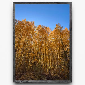 May include: A framed photograph of a forest of tall trees with golden yellow leaves under a clear, bright blue sky. The trees are densely packed, creating a vibrant display of autumn colors. The frame is dark gray.