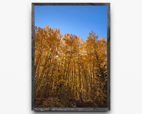 Golden Aspen Grove | Colorado Fall Colors Photography | Vertical Wall Art | Digital Download