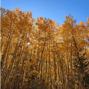 May include: A low-angle shot of a forest of tall trees with golden yellow leaves under a clear, bright blue sky. The sun peeks through the leaves, creating a warm, autumnal scene. The trees are slender and closely packed together.