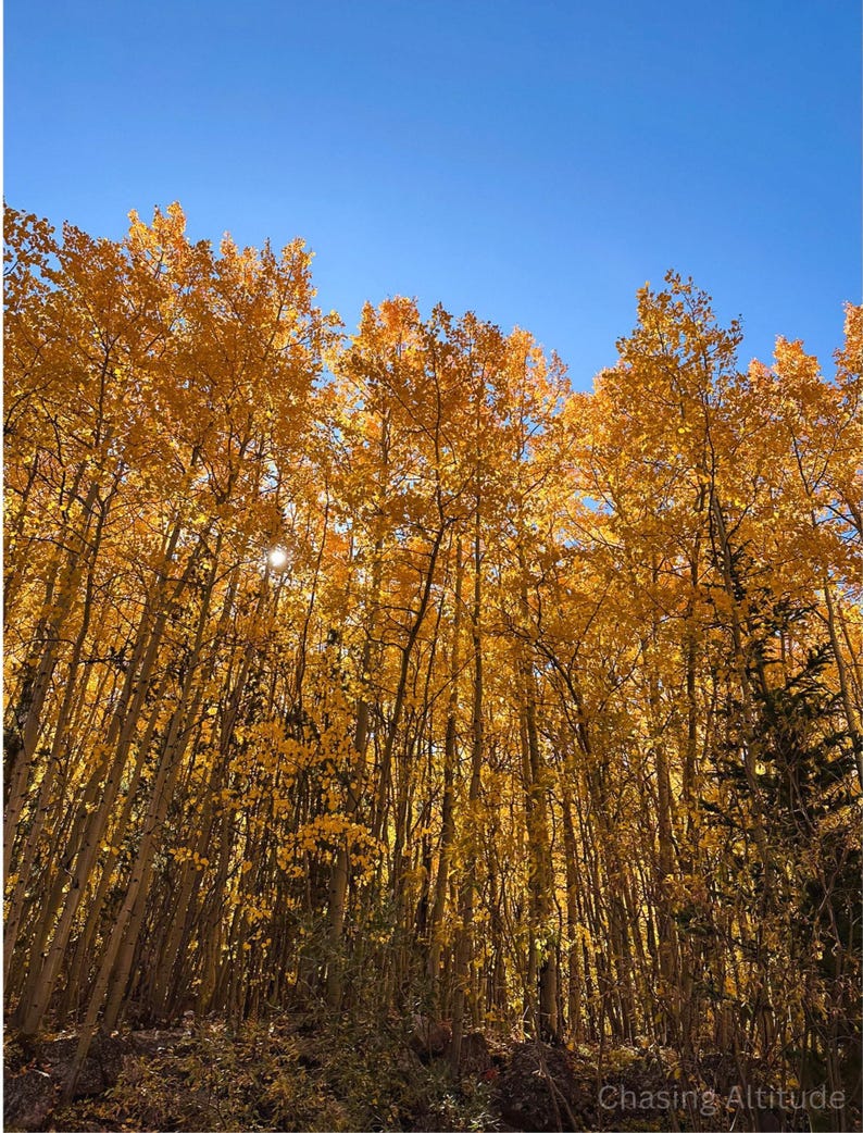 May include: A low-angle shot of a forest of tall trees with golden yellow leaves under a clear, bright blue sky. The sun peeks through the leaves, creating a warm, autumnal scene. The trees are slender and closely packed together.