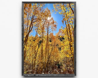 Fall Aspen Trees Wall Art | Colorado Autumn Foliage Print | Digital Download Photography