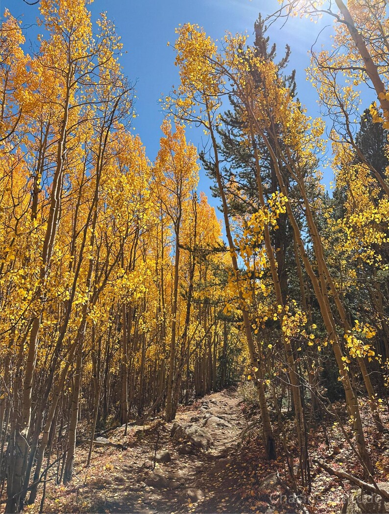 Gyllene aspleden i Colorado | Fotografi i höstfärger i Colorado | Vertikal väggkonst | Digital nedladdning bild 2