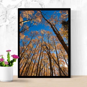 May include: A framed photograph captures a low-angle view of tall trees with golden leaves against a bright blue sky. The black frame surrounds the image, and a small white vase with pink flowers sits in the foreground.