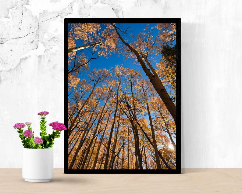 May include: A framed photograph captures a low-angle view of tall trees with golden leaves against a bright blue sky. The black frame surrounds the image, and a small white vase with pink flowers sits in the foreground.