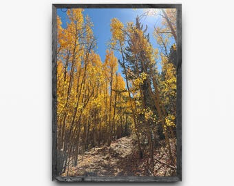 Golden Aspens Trail in Colorado | Colorado Fall Colors Photography | Vertical Wall Art | Digital Download