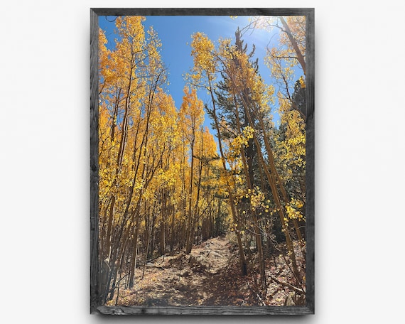Golden Aspens Trail in Colorado | Colorado Fall Colors Photography | Vertical Wall Art | Digital Download