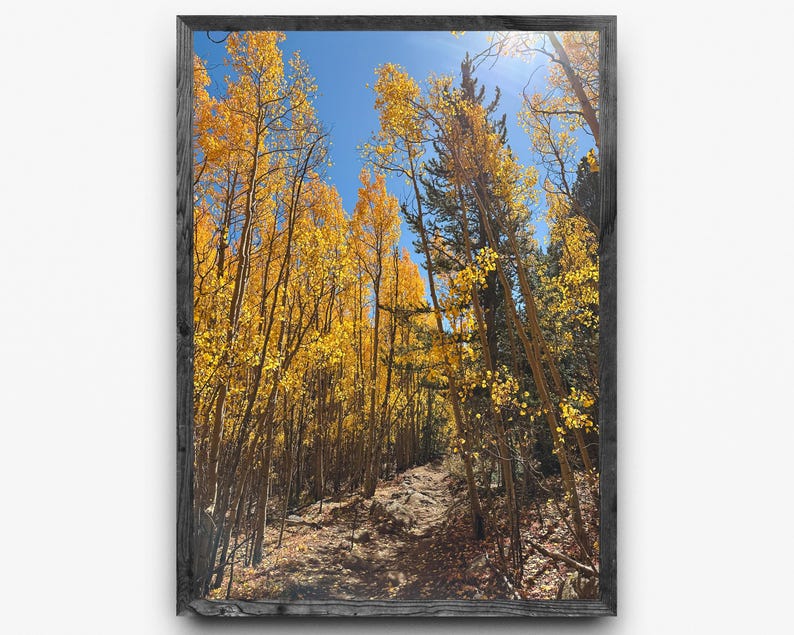 Gyllene aspleden i Colorado | Fotografi i höstfärger i Colorado | Vertikal väggkonst | Digital nedladdning bild 1