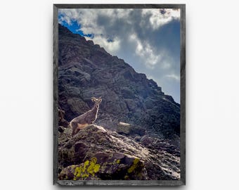 Bighorn Sheep Colorado Wildlife | CO 14ers Crestone Needle & Peak Photography | Mountain Wall Art Digital Download