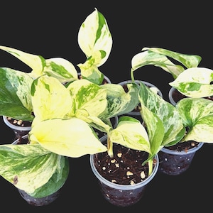 May include: A collection of small potted plants featuring heart-shaped leaves with variegated patterns of cream, white, and dark green. Each plant is housed in a clear plastic cup filled with dark potting soil, showcasing distinct foliage.