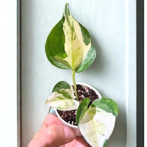 May include: A small potted plant featuring three heart-shaped leaves with variegated patterns of deep green and creamy white. The plant is rooted in dark soil within a small white container, showcasing distinct color splashes on each foliage piece.