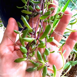 May include: Close-up of a String of Pearls succulent plant. The plant features vibrant green, pearl-shaped leaves and slender, purple stems. The plant is a trailing variety, ideal for hanging baskets or cascading over edges.