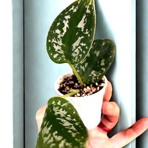 May include: A small potted plant featuring three heart-shaped leaves with a dark green base and prominent silver-grey variegation. The plant is housed in a simple white plastic nursery pot filled with dark potting soil and perlite.
