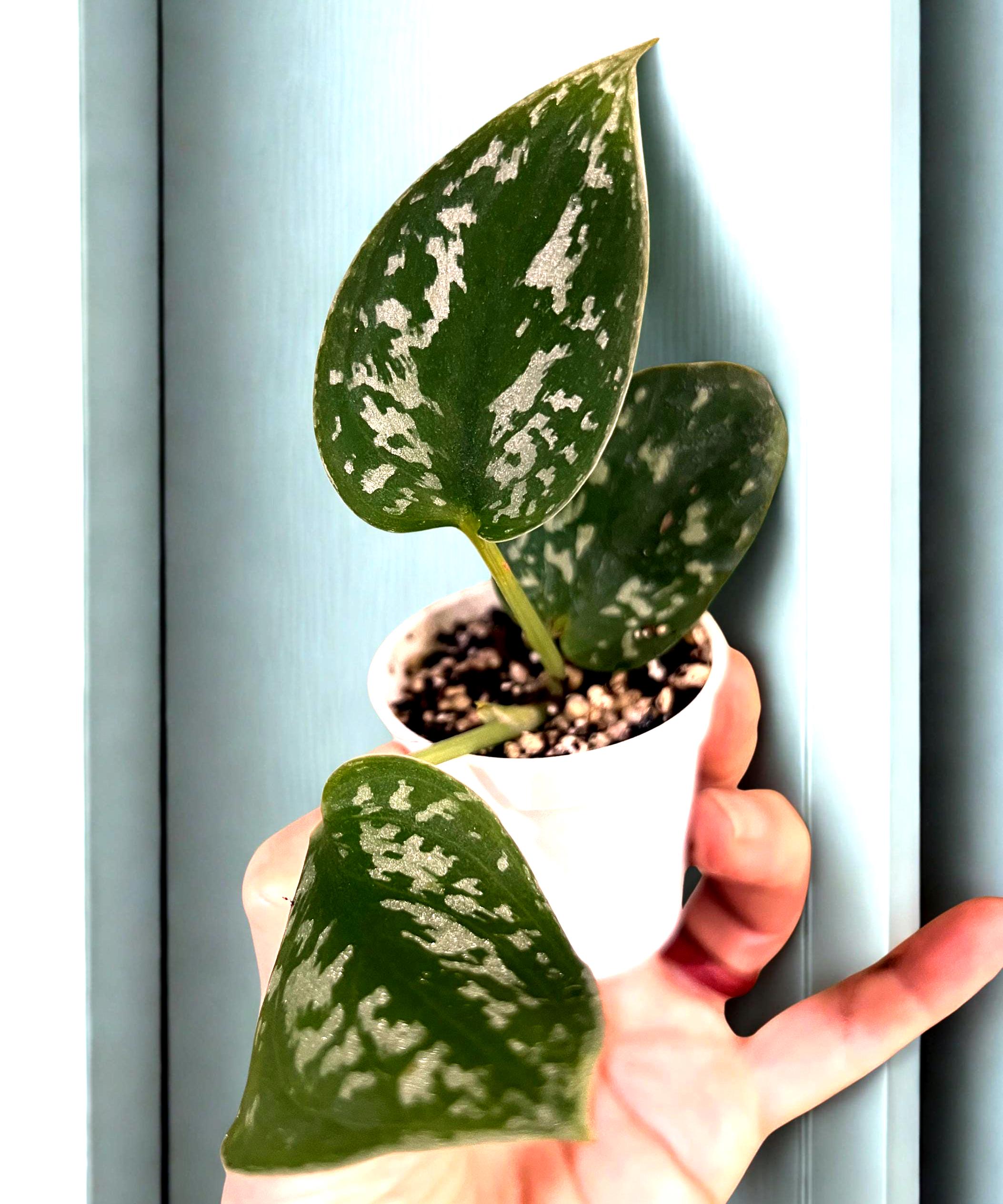 Scindapsus Sparkling - Etsy
