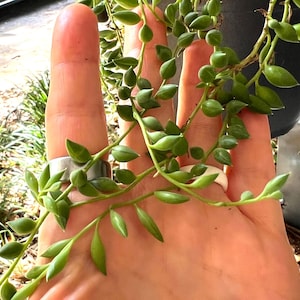 May include: Close-up of a string of pearls succulent plant with vibrant green, bead-like leaves and slender stems. The plant is held in a hand, showcasing its delicate structure and natural beauty. The plant is in a black pot.