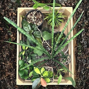 Mystery Houseplant Bundle | Starter Indoor Plant Collection | Surprise Value Set