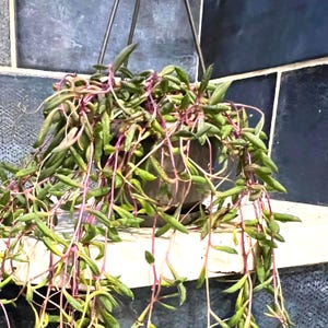 May include: A trailing succulent plant with long, slender, green leaves and vibrant purple stems. The plant is housed in a round, dark-colored hanging planter suspended by thin metal wires, creating a cascading effect of foliage and stems.