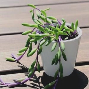 String of Rubies | Ruby Necklace | Starter Plant