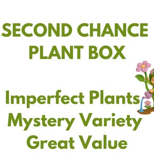May include: A graphic featuring the text SECOND CHANCE PLANT BOX, Imperfect Plants, Mystery Variety, Great Value in green font. To the right, a cartoon character with green hair and clothing waters a small flower with a purple watering can.