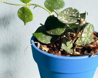 Hoya Curtisii Live Plant | Rare Trailing Houseplant, Small Leaf Vine
