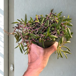 May include: A trailing succulent plant with elongated, cylindrical green leaves and deep purple stems, potted in a small black plastic container. The plant features numerous slender, fleshy leaves that cascade over the edges of the dark pot.