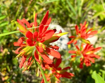 Indian Paintbrush Wildflower Print: Bold Red Rustic Wall Art (Digital Download)