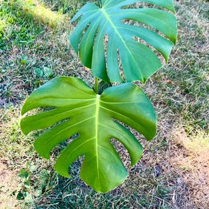rooted monstera deliciosa