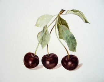 Black Cherries Original Signed Watercolor Botanical Art