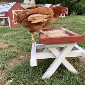 Amish ChickNic Table - A Picnic Table for Chickens