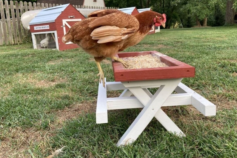 Amish ChickNic Table  A Picnic Table for Chickens image 1