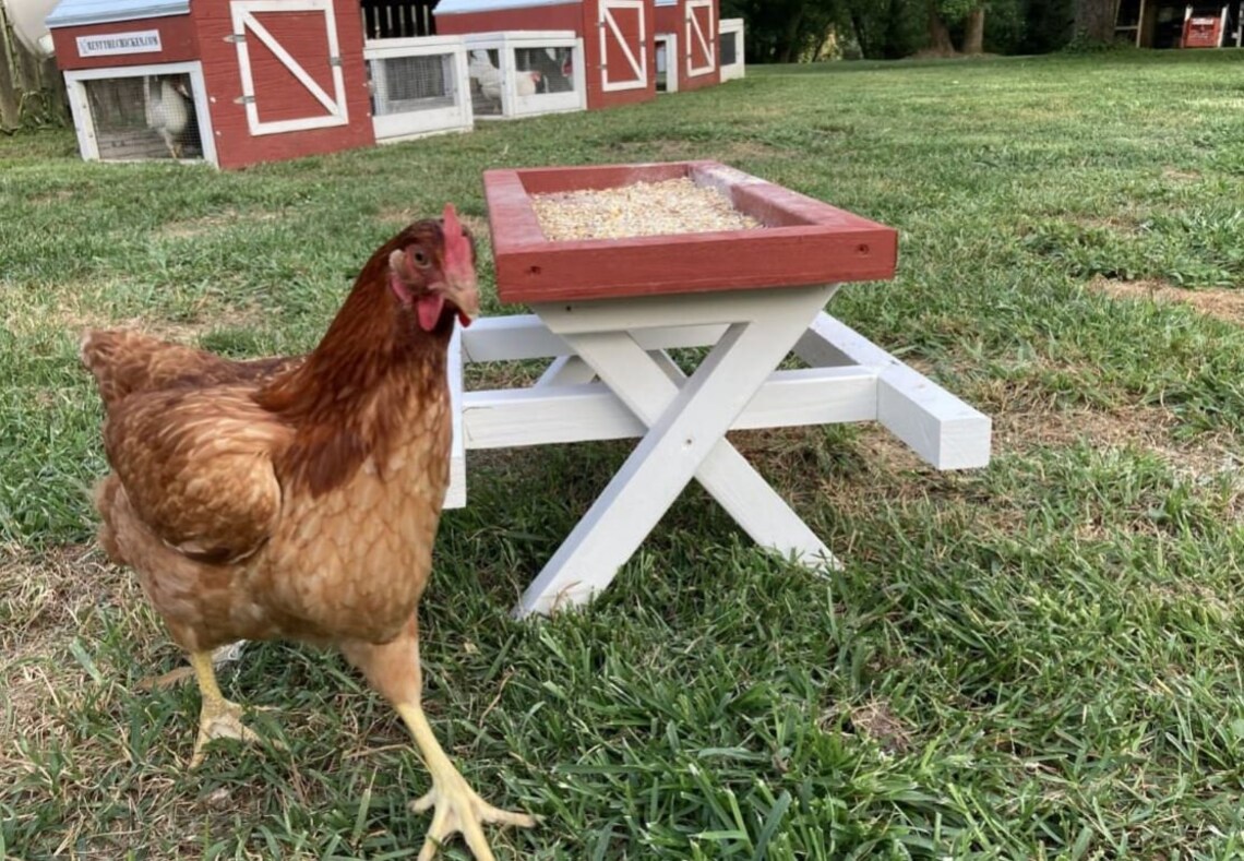 Amish Chicknic Table - A Picnic Table for Chickens - Etsy