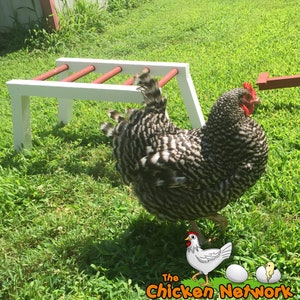 Amish Made Monkey Bars for Chickens image 3