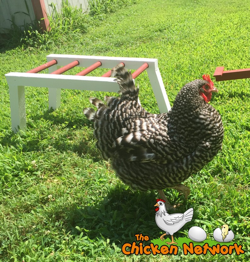 Amish Made Monkey Bars for Chickens image 3