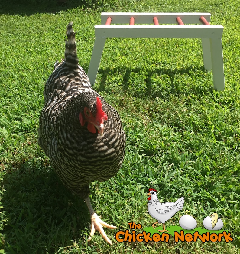Amish Made Monkey Bars for Chickens image 2