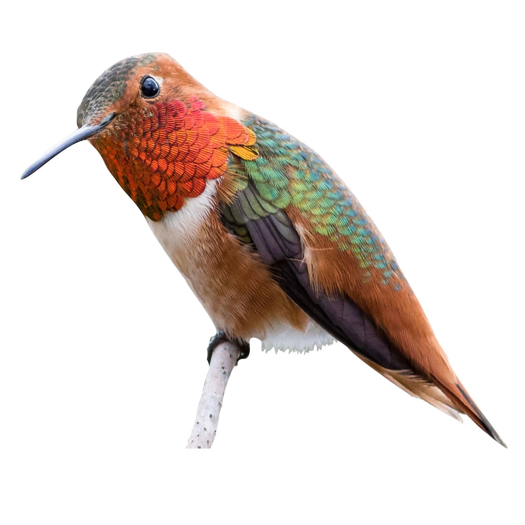 Allen's Hummingbird Decal: Life-sized Bird Sticker (4x3