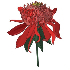 Gorgeous Red Australian Waratah