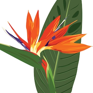 Prachtige paradijsvogel