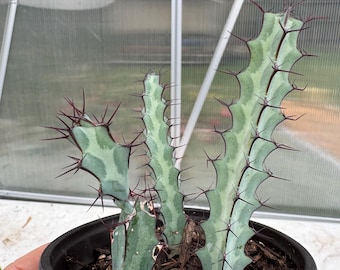 Euphorbia greenwayi