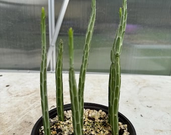 Kleinia stapeliiformis, planta de pepinillos de 15 cm, cactus candelabro, jade