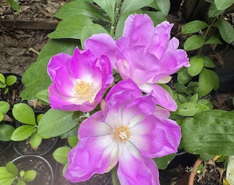 Cactus rosa - Pereskia grandiflora - Planta viva