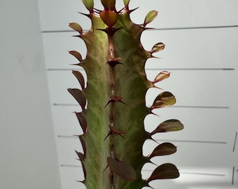Euphorbia Trigona Roja